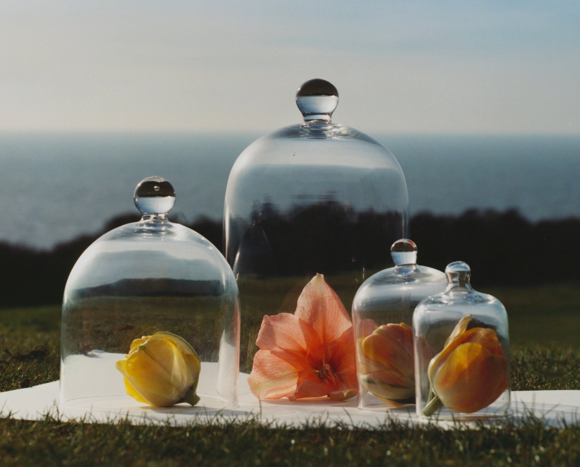 Glass domes with flowers on a grassy surface