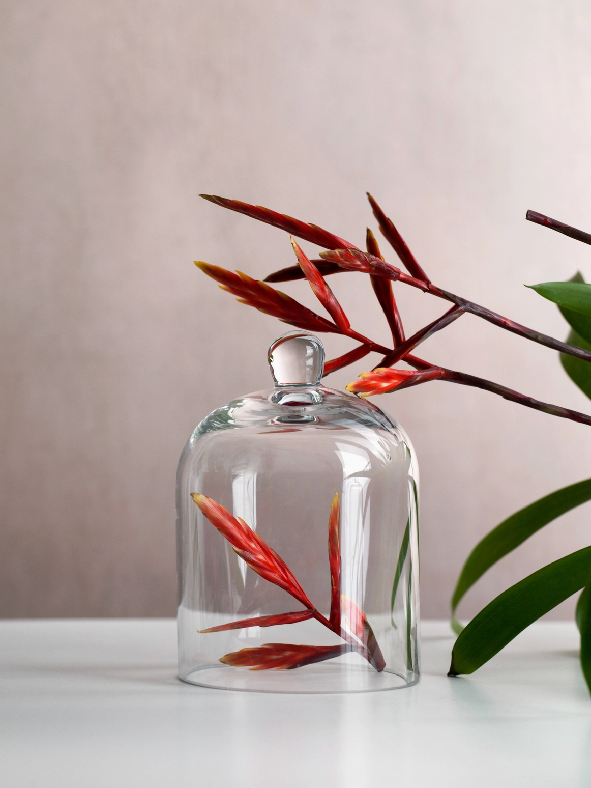 Glass cloche with red and green leaves on a neutral background
