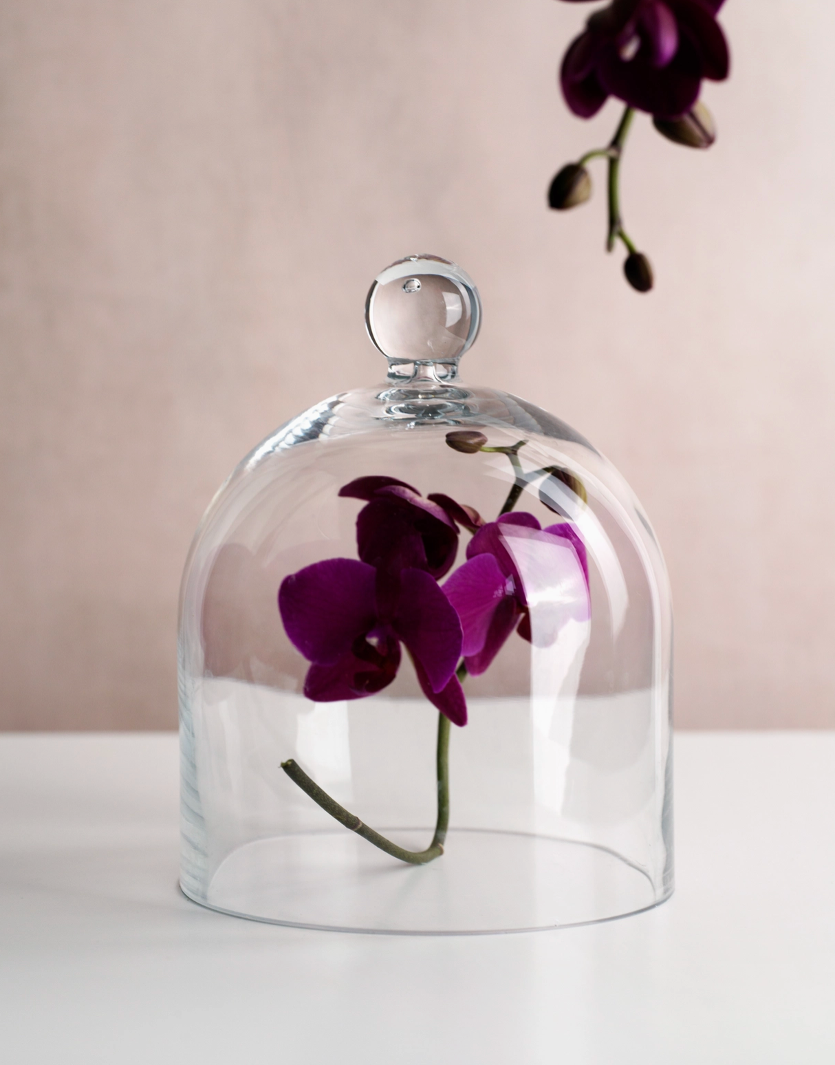 Purple orchid inside a clear glass dome on a beige background